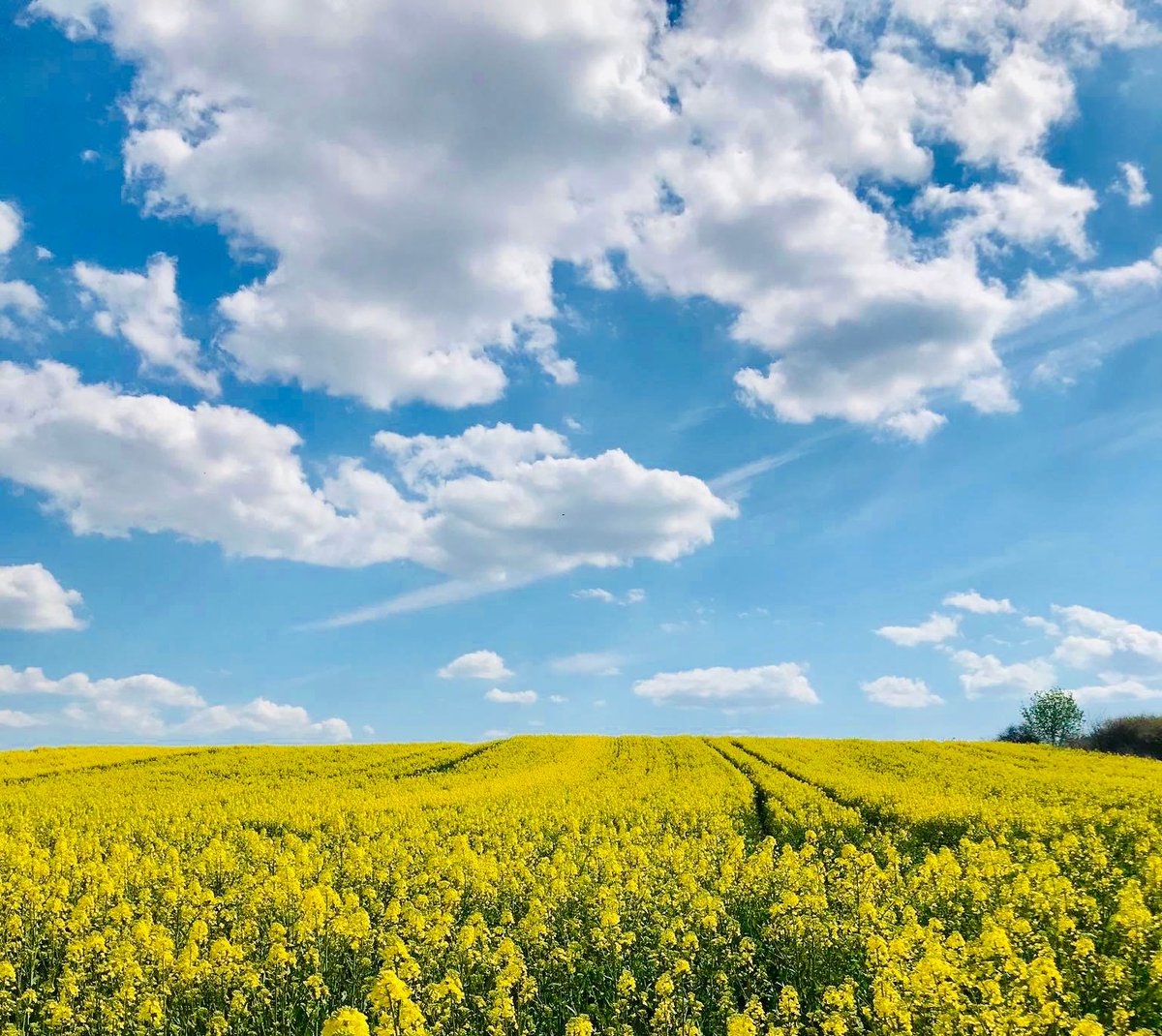 DMCPoland's tweet photo. Good morning from Poland! Beautiful spring time has come! #besafe #bestrong #bepositive #stayhomenow #cometoPolandwhenyoucan #dmcpoland https://t.co/h39gfPSoY9