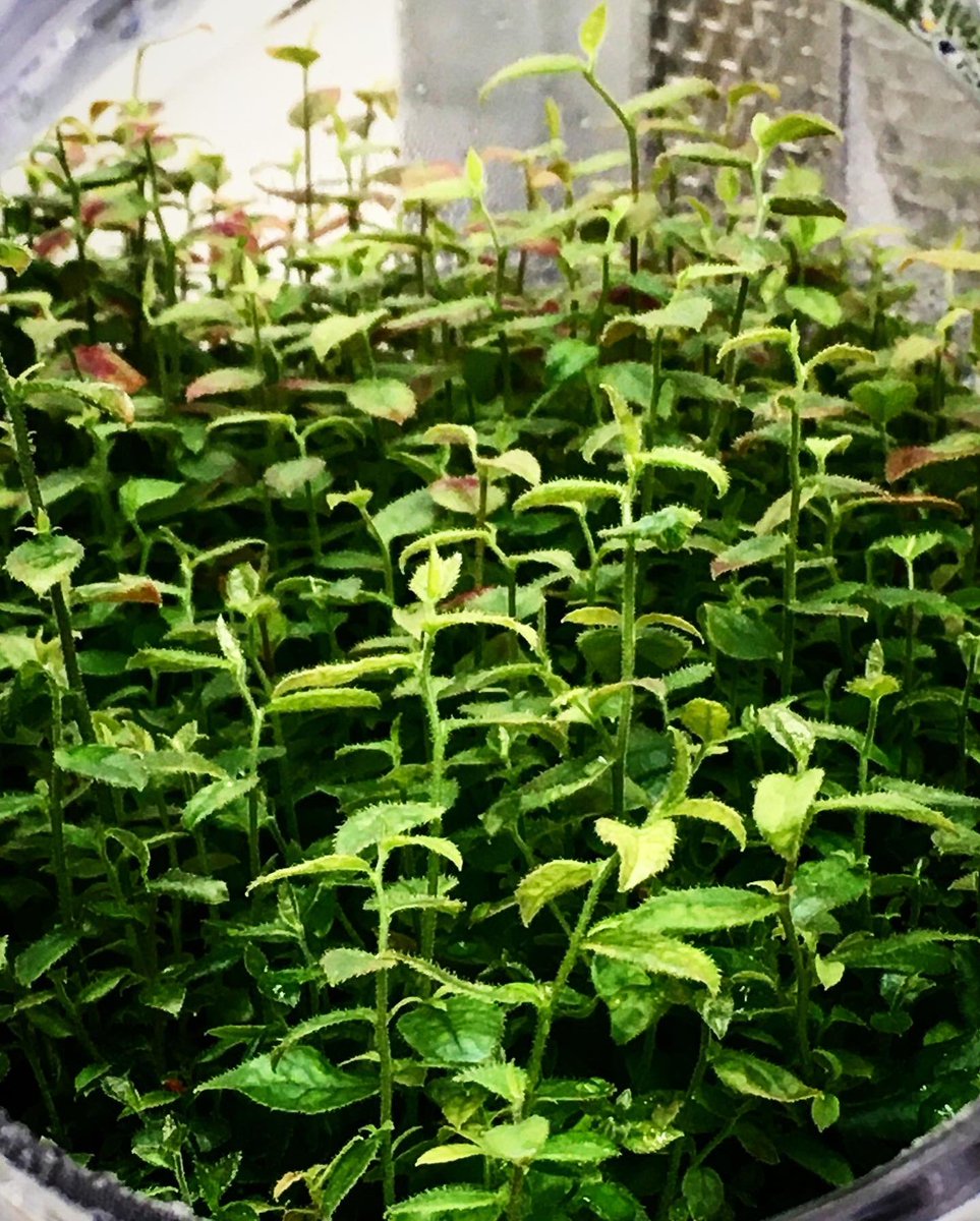 globalplantgen's tweet photo. Micropropagation in vitro - MegasBlue and Titanium at one of our licence holders in Poland 

#blueberry #micropropagation #invitro #kusibabwyka #poland #new #varieties #northern #highbush #blueberry #sector #first #class #genetics #globalplantgenetics https://t.co/qLn4fJHiI4