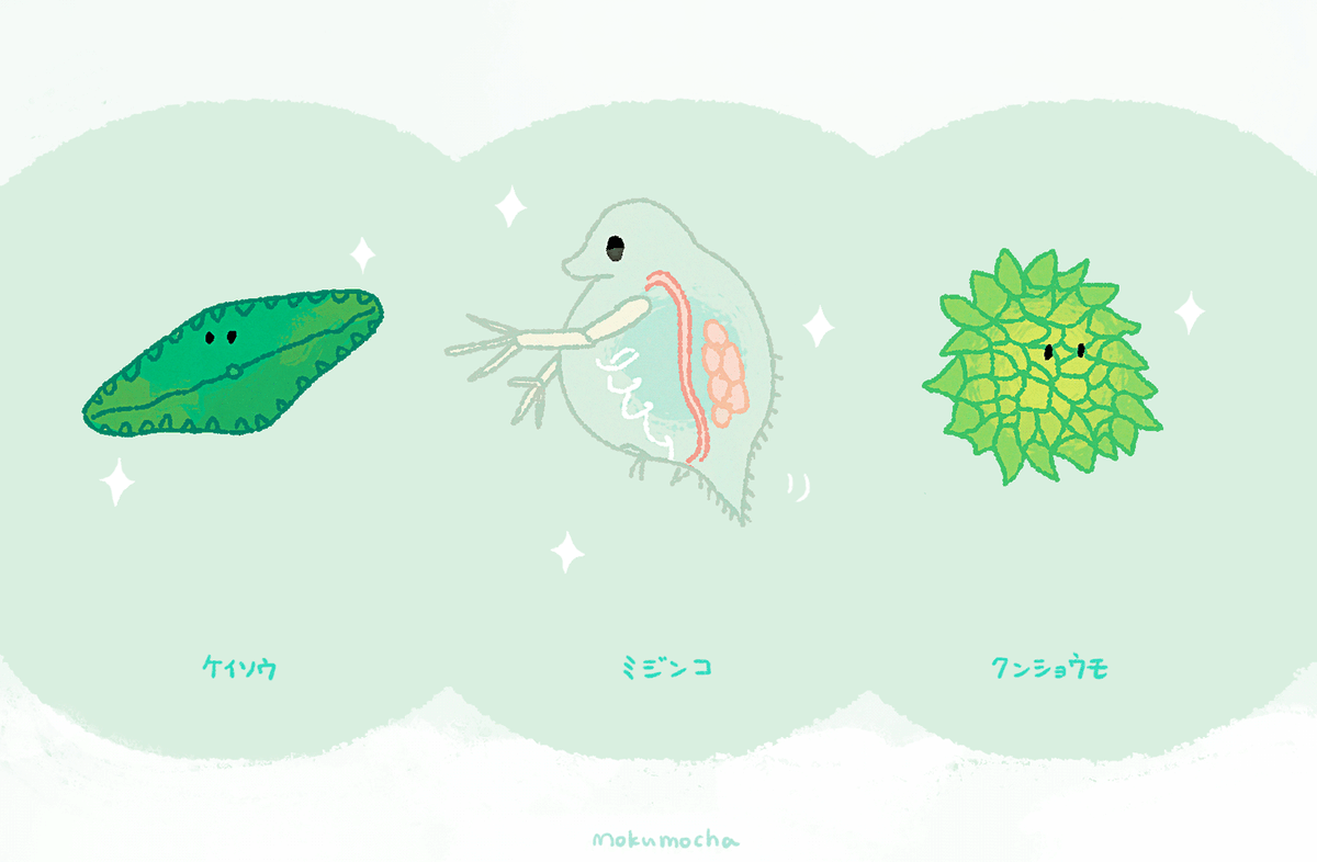 理科でおなじみ 微生物 ミカヅキモ アメーバ イカダモ もくモカ Moku Mochaのイラスト