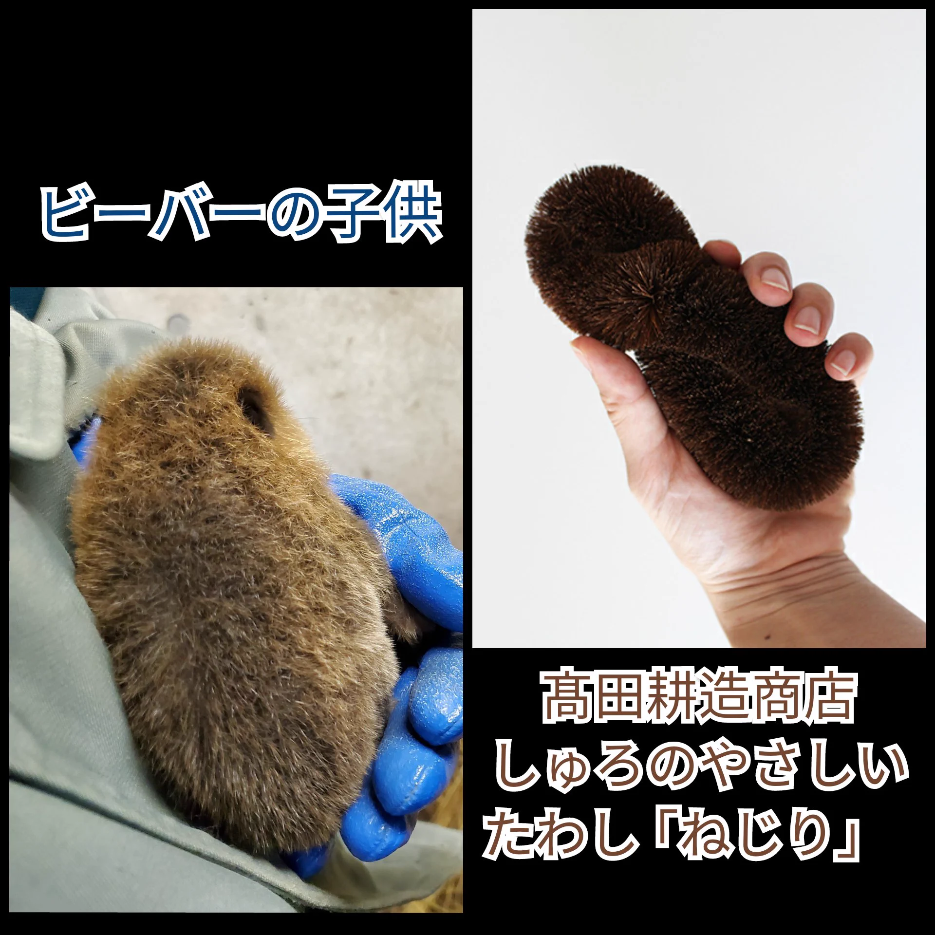 @ChibaZoo @m_kotoriya 形的にはこちらでしょうか(´・ω・`)? 