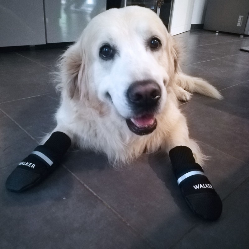 StyliDog's tweet image. Les Chaussures pour chiens ⚽🐾
.
Styledogs.fr
.
#chien #chiens #amourdechien #chienheureux  #petitchien #chiots #pets #puppylove #doglife #blog #mode  #styledogs #bloggers #photodujour #picoftheday #dogfashion #dogclothes