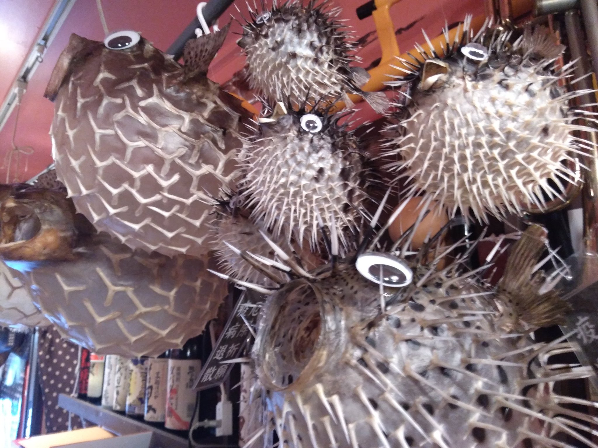 超特大ふぐふぐ提灯福膨らむふぐ河豚ハリセンボン疫病退散祈願