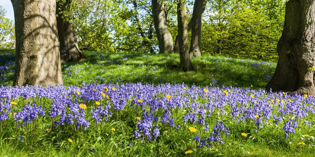 spectrumphotog1's tweet photo. Colours of mother nature in Mowbray Park Sunderland UK @SunderlandUK  @SpeakUpSun  @SunderlandPic  @sunderland2day  @SunderlandCity  @StormHour  @photohour  @DebraFox_  @visitneengland https://t.co/tZMgDcYI7W