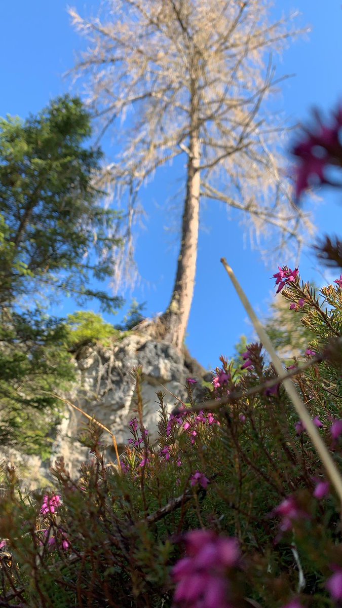 dolomiti@valcomelico.it tweet media