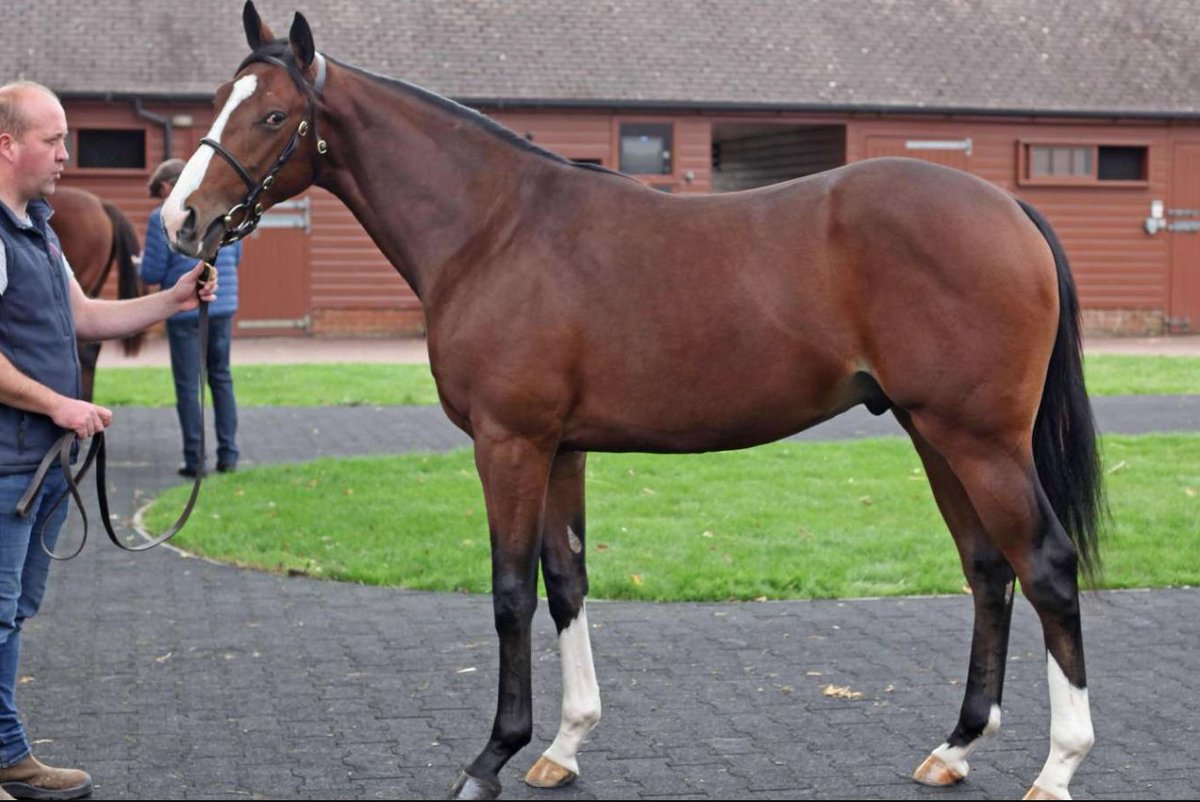 FrankelWatch13's tweet photo. Breaking news: Bought for 3,100,000 GNS at @Tattersalls1766 

The half brother to Arc winner GOLDEN HORN by FRANKEL has been named :

DHAHABI (Frankel x Fleche D'or)

I wouldn't be surprised if Sheikh Mohammed chose this name himself. https://t.co/T8ThHh8bML