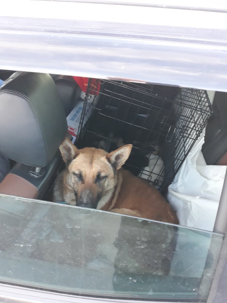 gardainfo's tweet photo. Immigration Gardaí at Dublin Port stopped 2 vehicles y/day number of dogs &amp; pups found. No animal passports or dog permits. Dogs &amp; pups now in the care of the DSPCA. Investigations ongoing &amp; drivers questioned as to purpose of travel #StayHome #PhysicalDistancing https://t.co/4xZjviw1so