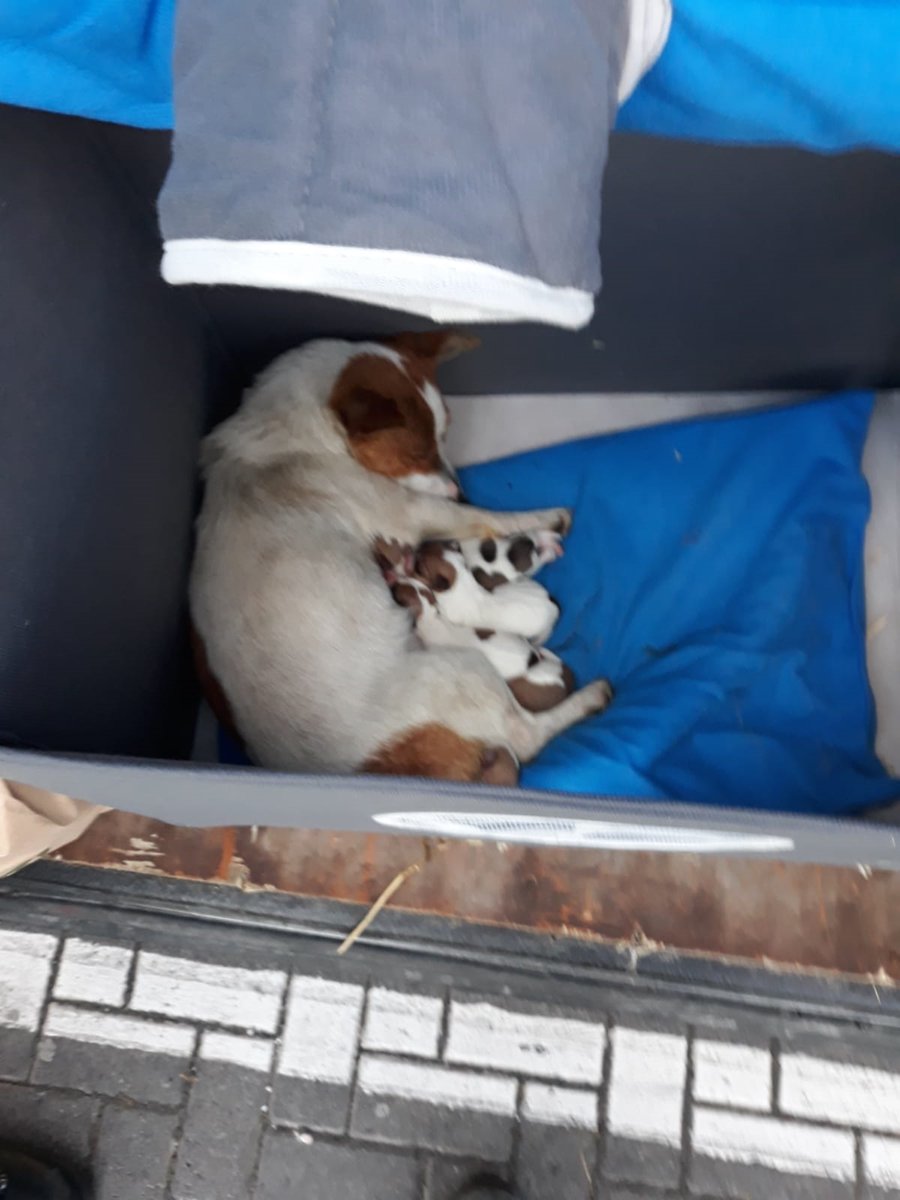 gardainfo's tweet photo. Immigration Gardaí at Dublin Port stopped 2 vehicles y/day number of dogs &amp; pups found. No animal passports or dog permits. Dogs &amp; pups now in the care of the DSPCA. Investigations ongoing &amp; drivers questioned as to purpose of travel #StayHome #PhysicalDistancing https://t.co/4xZjviw1so