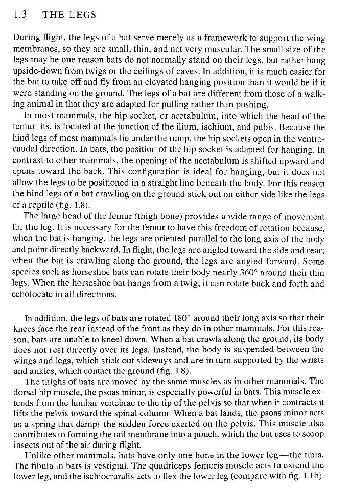 Bats_Chiroptera's tweet photo. @riskindan @JulieTheBatgirl @GiveBatsABreak @BatResearch @bigbrownbatmaro @NerdyBatLady @jonrflanders @girlborealis @IroroTanshi @nycbat For those who want further details, here is the "Legs" section of "The biology of bats", a brilliant and comprehensive book by G. Neuweiler.
#bats #legs #Amazingbats https://t.co/QFt8RWK0XD