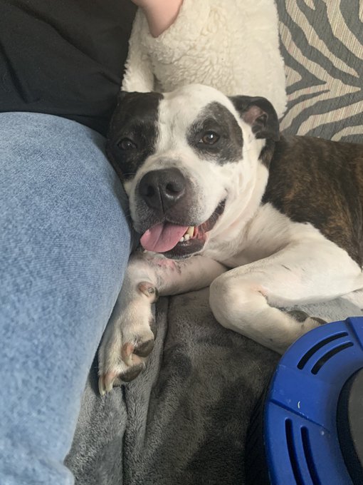 She&rsquo;s too cute 🐶❣️ https://t.co/LRUUt5DVCA