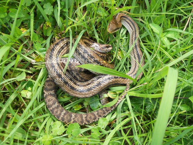 ナデしこぺんた クサリヘビも他のヘビたべたりするので ナミヘビがというよりはヘビ全体で見ても共食い は多いですね コブラ科は特に爬虫類食いが多いのでヘビもよく食べてます