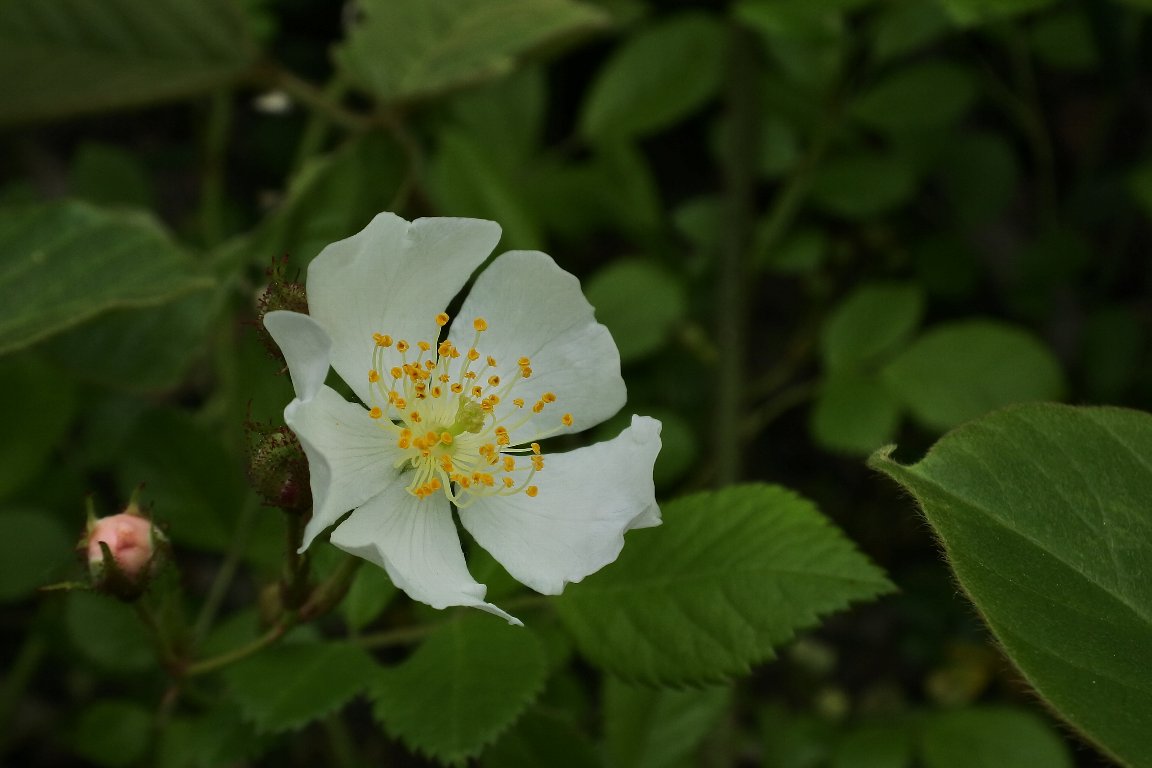 漱石枕流 ノイバラ 野茨 の花 By J5 バラの原種でもある ノイバラ の花 新鮮な内は 雄しべの葯が黄色くて綺麗です 秋には赤い実を着け 冬鳥の貴重な食餌となります ３枚目は ウスアカノイバラ 薄赤野茨 園芸品種ではありません ノイバラ