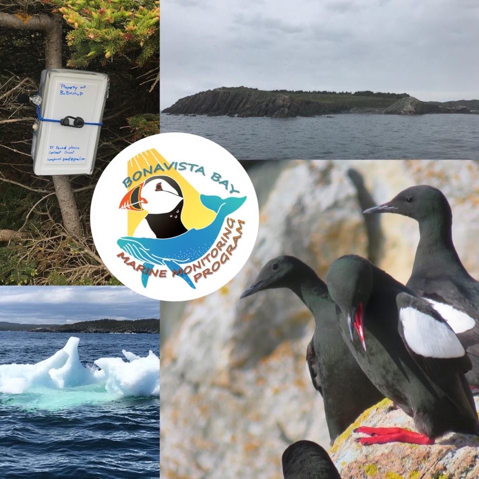 bobmmop's tweet photo. 1/4 #WSTC6 #DigSesh1 Bonavista Bay (#IcebergAlley) is a unique location to study anthropogenic impacts on #seabirds. Limited monitoring occurs here and is a data gap on the eastern seaboard. We have established #BoBMMoP here to better understand the local marine ecosystem https://t.co/xkBOHr9FAJ
