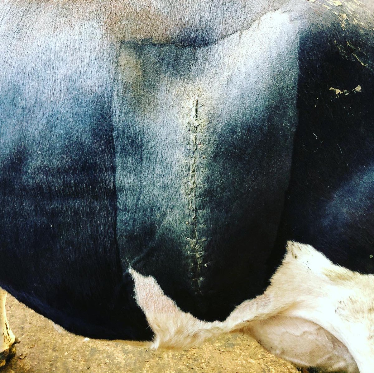 Han_Batty's tweet photo. Post op checks this morning and glad to see this girl is romping on! Can’t stitch a sock to save my life but give me a cow and I’m happy #postopchecks #teamdairy https://t.co/Xj2MdLtbTf