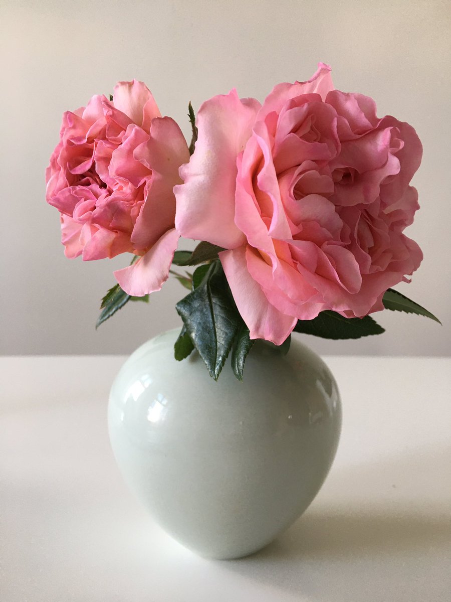ulrikemueller's tweet photo. First 2020 harvest 🌹grown on my Berlin balcony and  now inspiring my home office work 
#abrahamdarbyrose #davidaustinroses #gardenerspride #stayathome https://t.co/YUbQ0UknU6