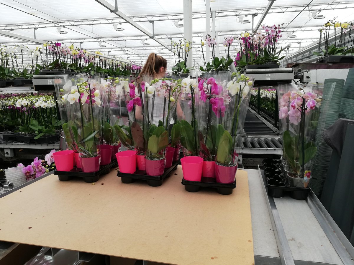 Add some color to your interior! 
#HoogBos #HoogBosorchids #GorgeousGold #orchids #phalaenopsis #houseplants #colors