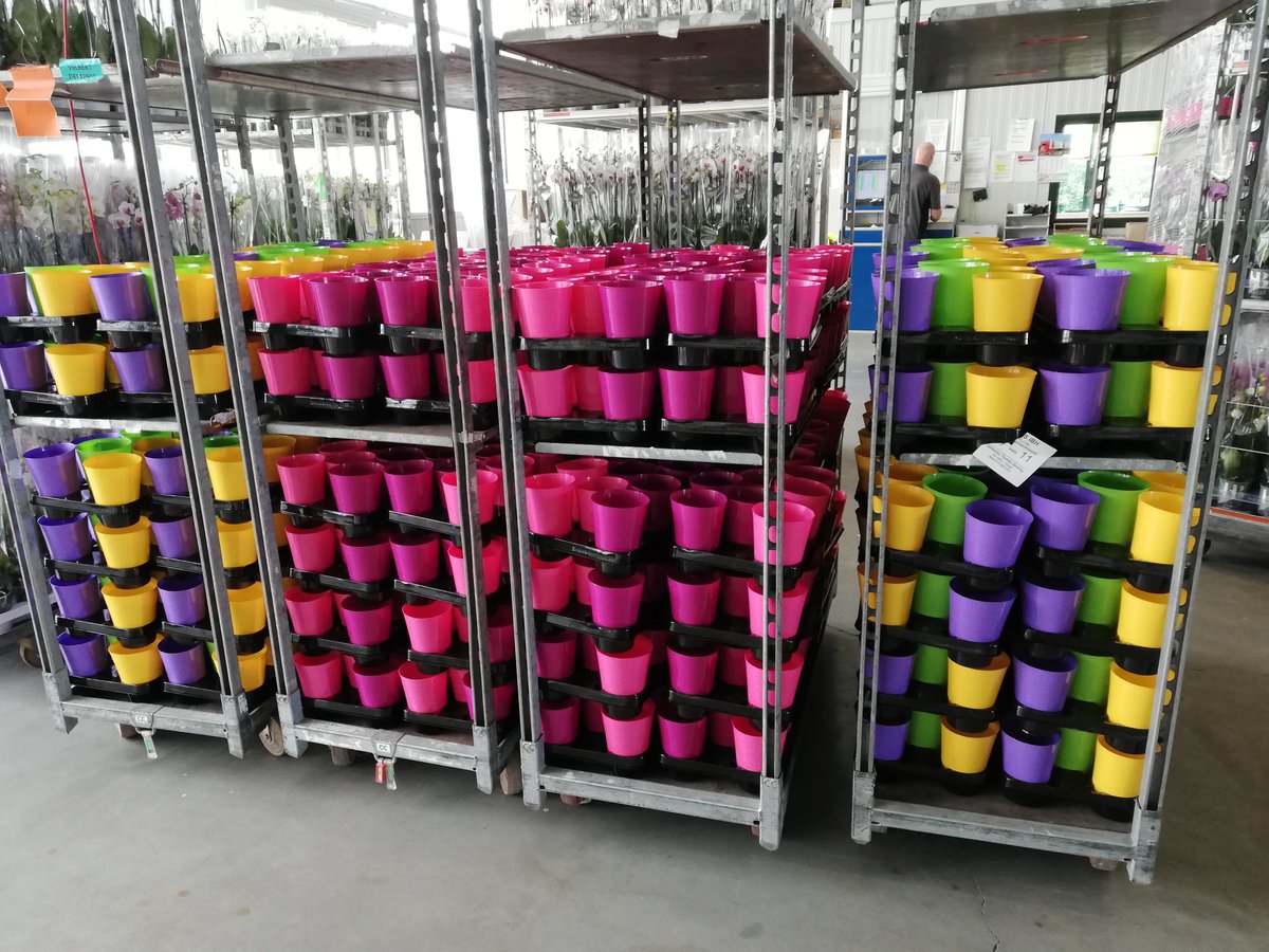 HoogBos's tweet photo. Add some color to your interior! 
#HoogBos #HoogBosorchids #GorgeousGold #orchids #phalaenopsis #houseplants #colors https://t.co/MWSXpP80k1