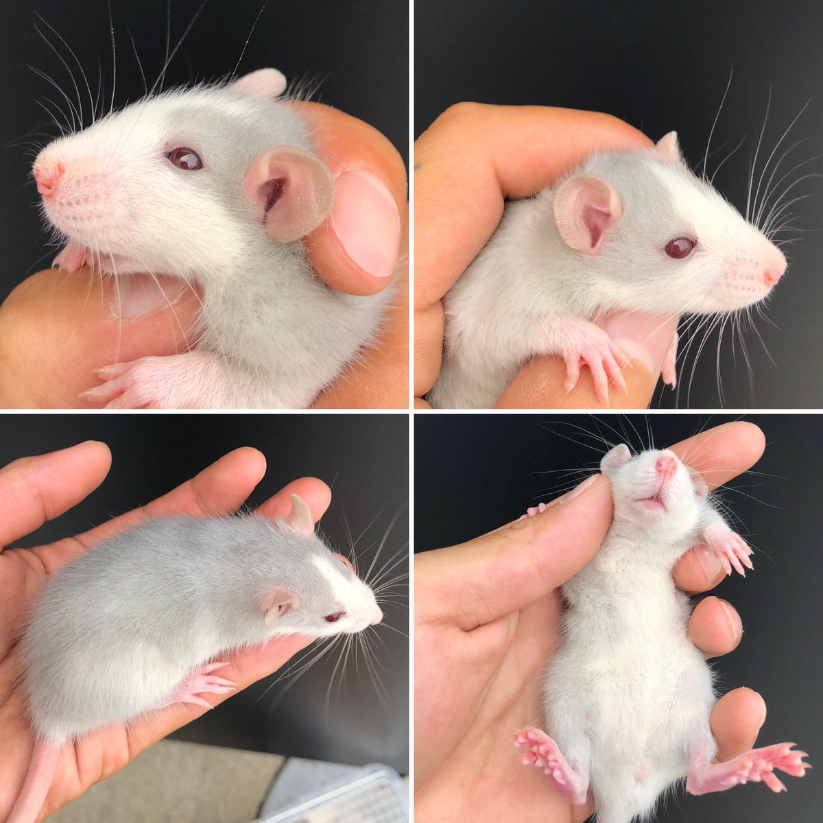 Funky Rats 人気のブルー 本日離乳しました ブルーハスキー 2500円 ブルーバークシャー 2500円 Funkyrats ブルー ダンボラット ファンシーラット ファンシーラット販売 冷凍ラット 冷凍ラット販売 活ラット 活ラット販売 ネズミ屋さん Funky Rats 人気のブルー 本日離乳しました ブルーハスキー 2500円 ブルーバークシャー 2500円 Funkyrats ブルー ダンボラット ファンシーラット ファンシーラット販売 冷凍ラット 冷凍ラット販売 活ラット 活ラット販売 ネズミ屋さん