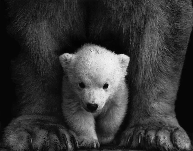 Medvjed's tweet photo. Pruhovaný medvědi by byli nahodou prima! 
#bearthings https://t.co/jowBHHS2Nv