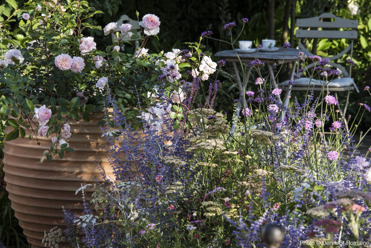 Rosemary Coldstream tweet media