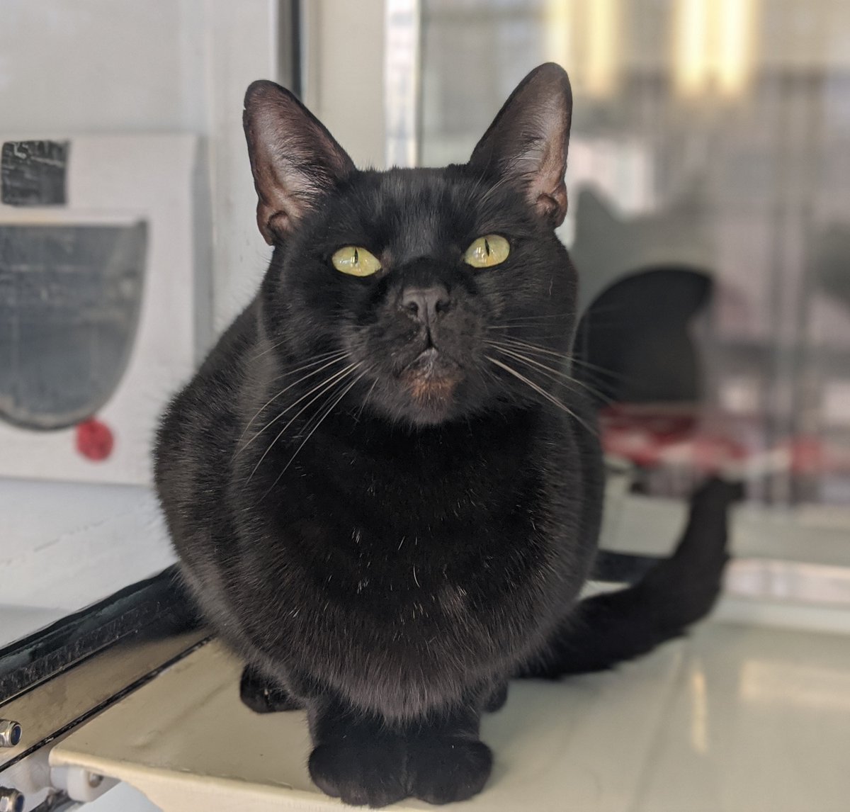 CP_StHelens's tweet photo. #MayThe4thBeWithYou to give any donation, you can, large or small, will help us continue to care for the many cats and kittens we look after here at St Helens Adoption Centre. Please donate whatever you can and help us to be #HereForTheCats 
https://t.co/j1rlnrTUIp https://t.co/PsaxtGeWGi