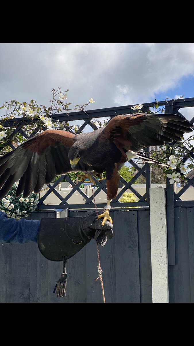 Steph86266010's tweet photo. Darcey has been doing some bird spotting @MissLyonsMLP! the first pic is a Harris Hawk and he lives in a aviary at her dads house and Darcey gets to help look after him when she stays over 🦅 we then spotted some Canada Geese while out feeding the ducks yesterday! #homelearning https://t.co/Phv7oid8mv