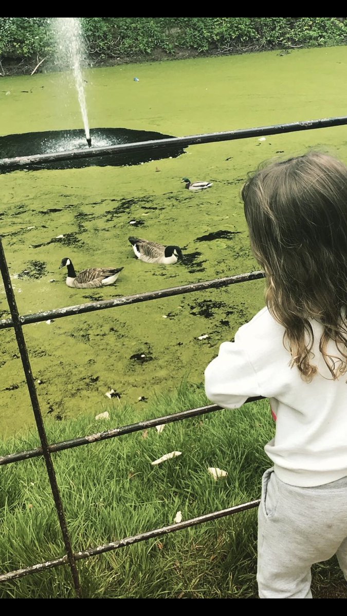Steph86266010's tweet photo. Darcey has been doing some bird spotting @MissLyonsMLP! the first pic is a Harris Hawk and he lives in a aviary at her dads house and Darcey gets to help look after him when she stays over 🦅 we then spotted some Canada Geese while out feeding the ducks yesterday! #homelearning https://t.co/Phv7oid8mv