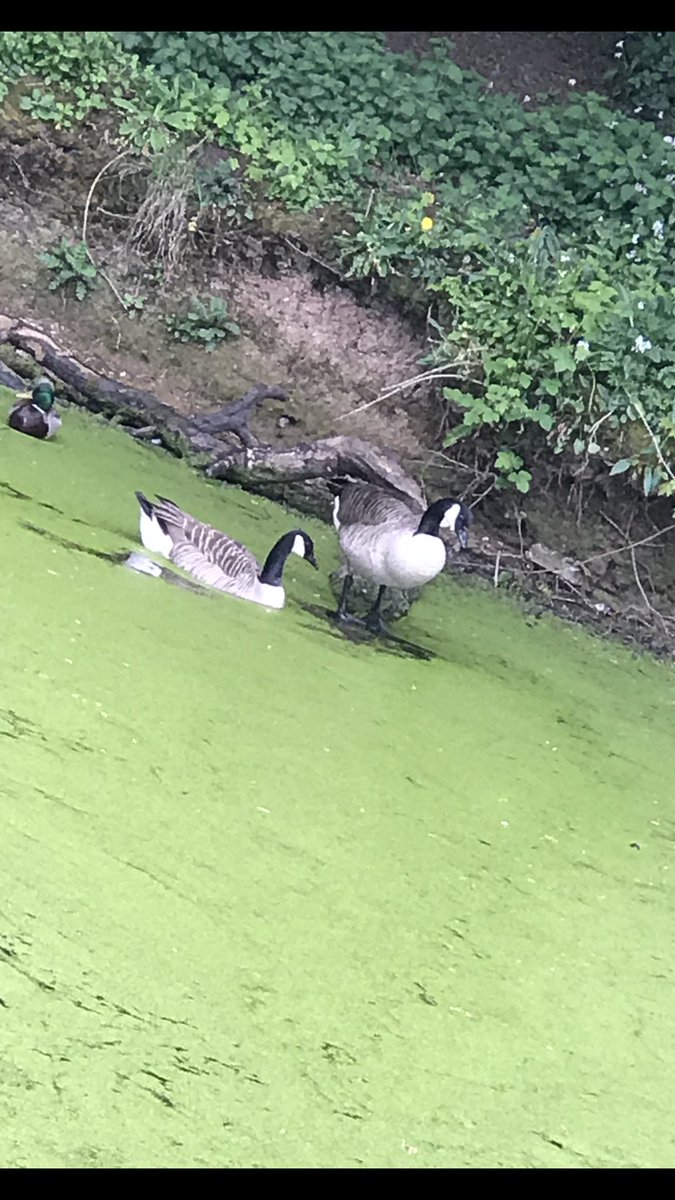 Steph86266010's tweet photo. Darcey has been doing some bird spotting @MissLyonsMLP! the first pic is a Harris Hawk and he lives in a aviary at her dads house and Darcey gets to help look after him when she stays over 🦅 we then spotted some Canada Geese while out feeding the ducks yesterday! #homelearning https://t.co/Phv7oid8mv