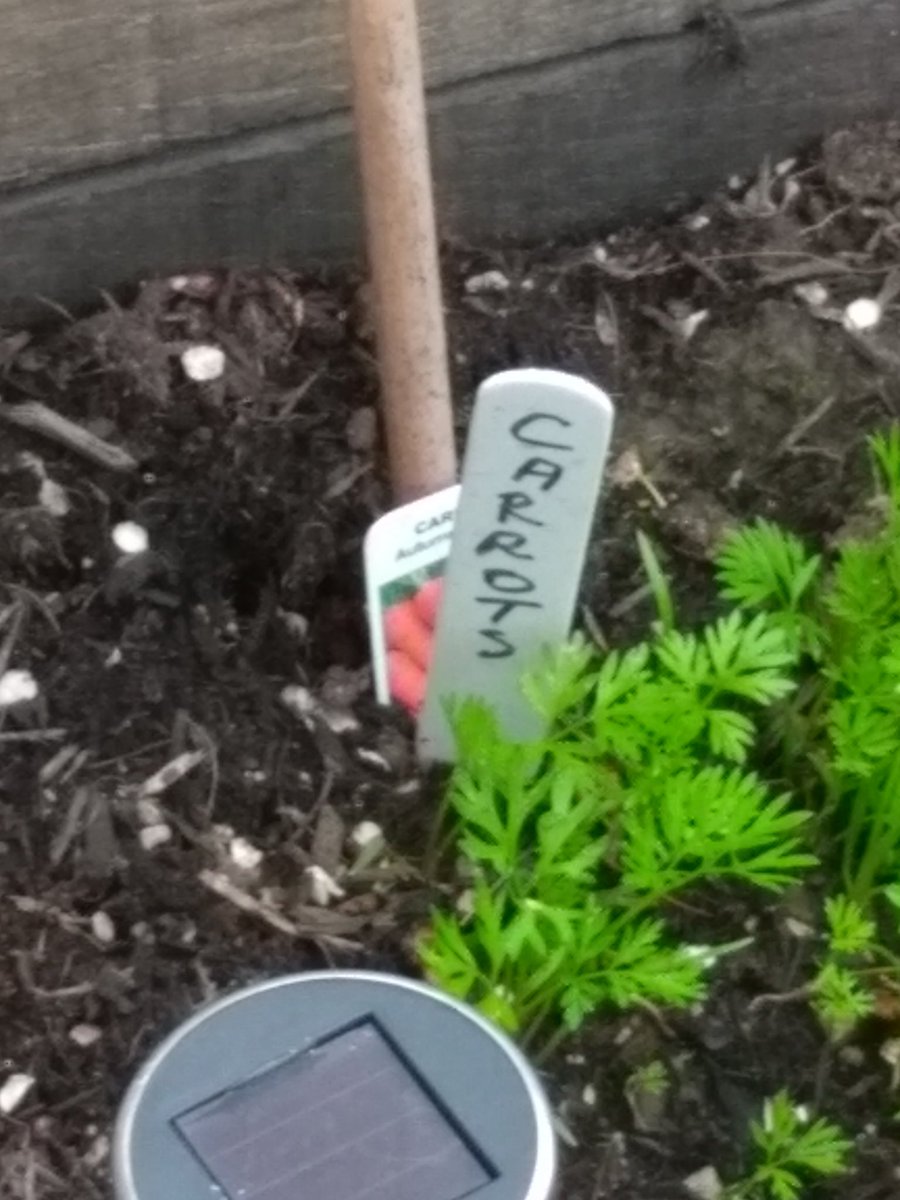 Andywales55uk's tweet photo. @AndyNewport55uk sitting in the garden and taken some new pics of the Vegs glowing &amp; they are doing very well https://t.co/rlJ6NxDdZO