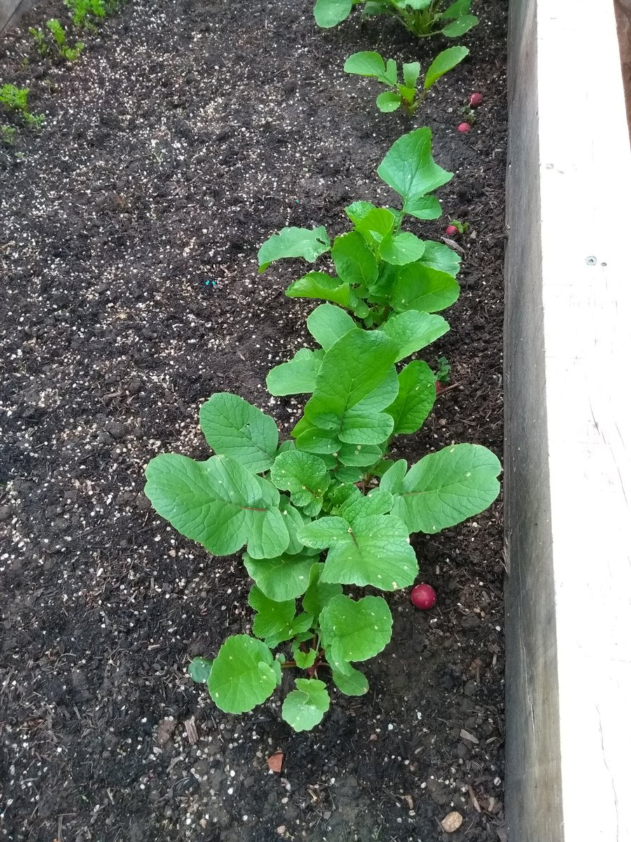Andywales55uk's tweet photo. @AndyNewport55uk sitting in the garden and taken some new pics of the Vegs glowing &amp; they are doing very well https://t.co/rlJ6NxDdZO