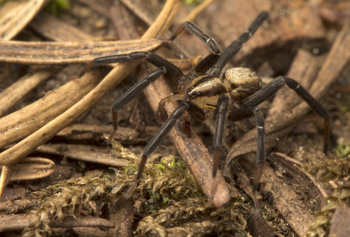 Cataranea's tweet photo. Z is for Zora, a wolf-like prowling spider in family Miturgidae. #DailySpider
This is Zora hespera, which occurs on the West Coast of North America from California to British Columbia. https://t.co/5TQAxtHSWu