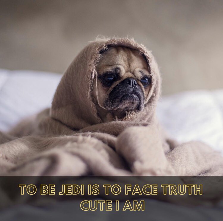 Furbubba_'s tweet photo. Star Wars Day, it is 💫 #MayThe4thBeWithYou #MayTheFourth #StarWarsDay #BabyYoda 
_
#furbubba #starwarsdog #babyyodamemes #starwarsday #yoda #doggo #starwarsdoggo #dogmeme #doggomemes #lol https://t.co/xcciRvF6kG