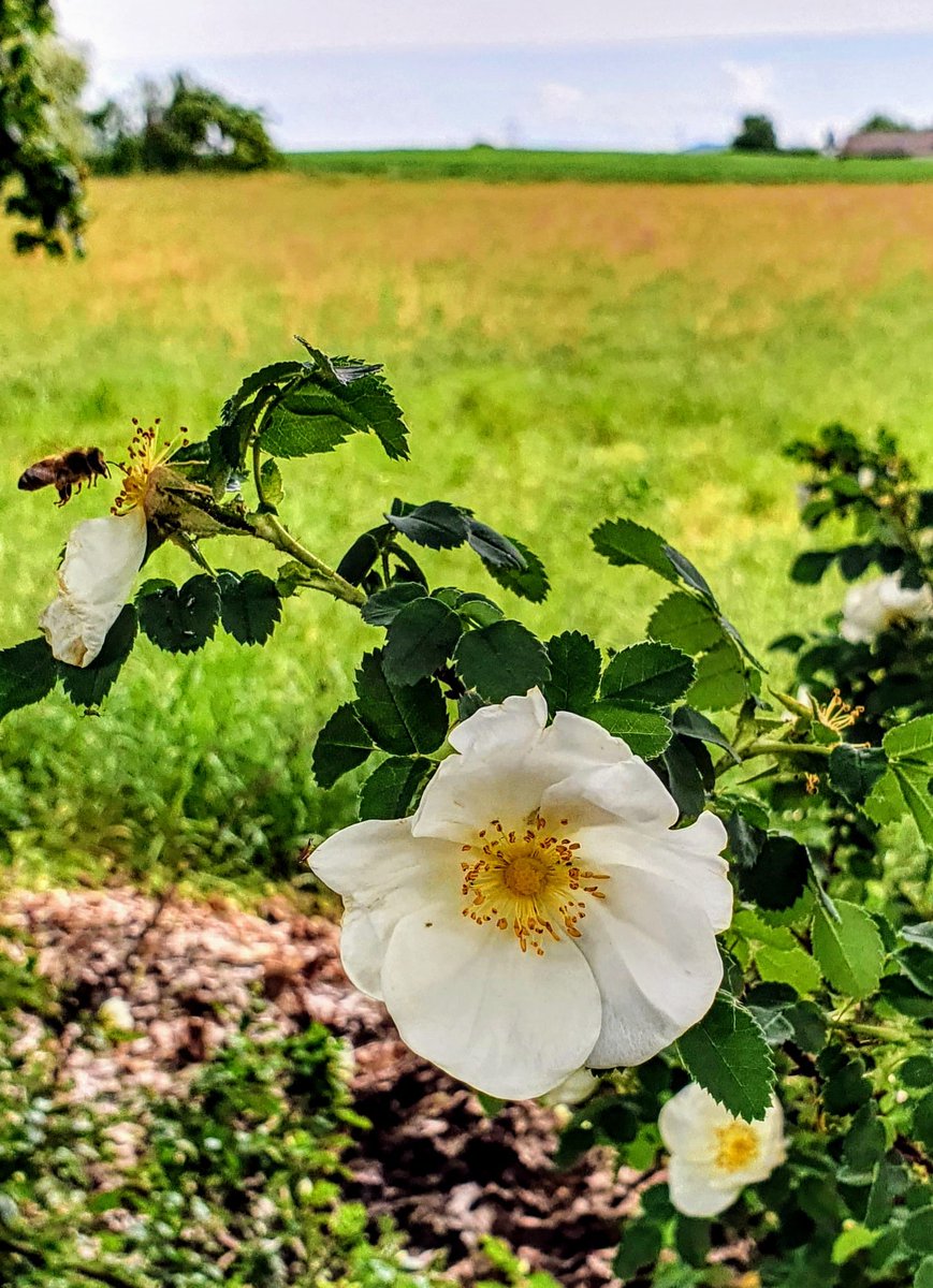 Heckenrose am Feldrand