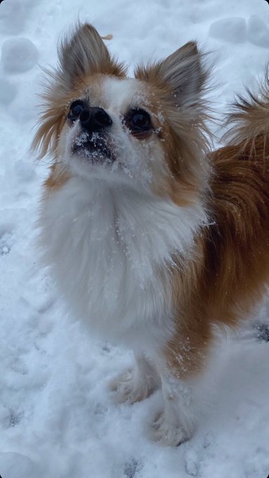 snow rexington https://t.co/FyLCiiIStI