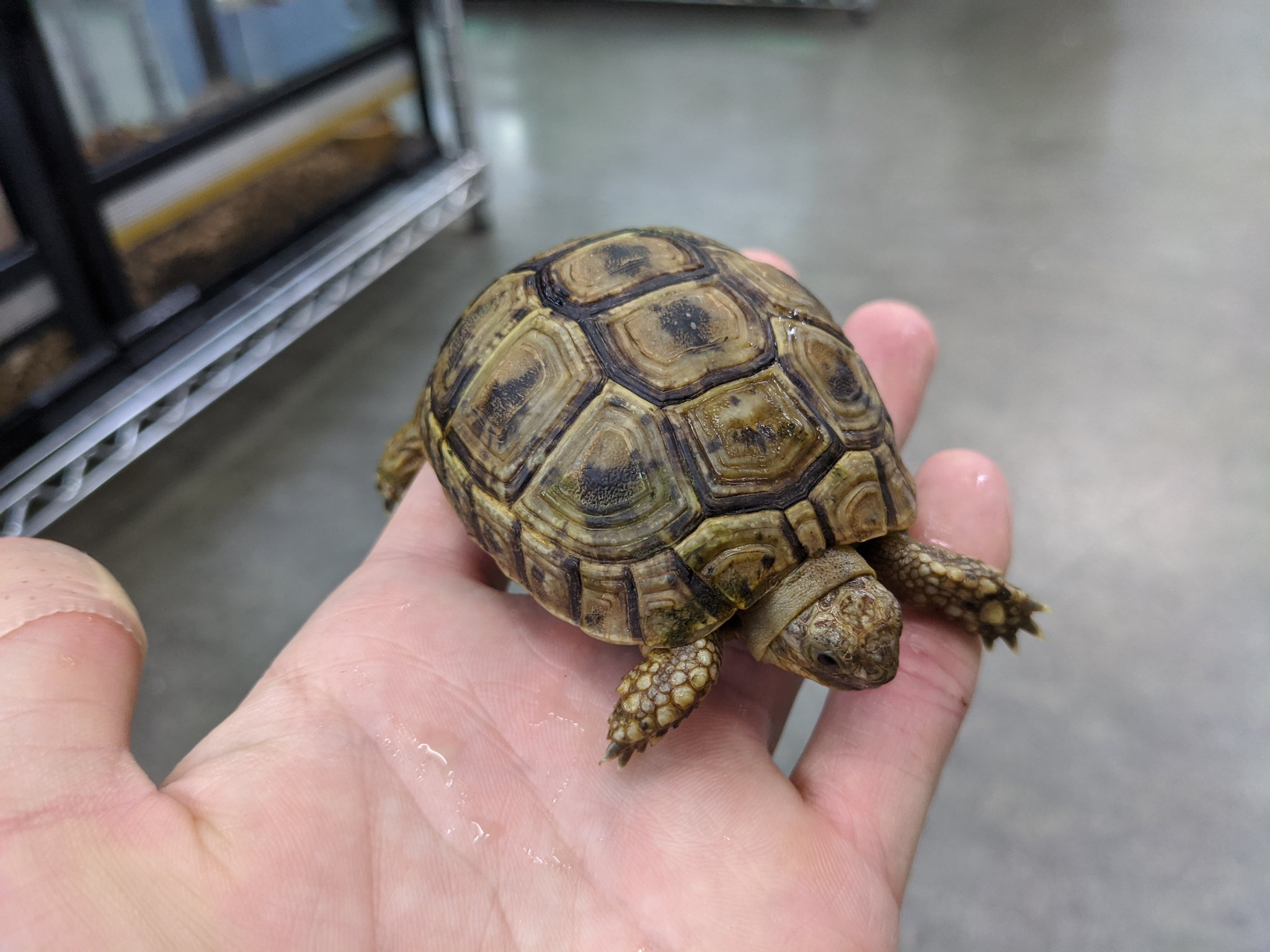 ペポニ みなと店 定番リクガメ ギリシャリクガメ ヒガシヘルマンリクガメ 人気の小型リクガメ入荷 少し大きめの丁度いいサイズです ギリシャリクガメ ヒガシヘルマンリクガメ T Co 9pgrqgrcqm Twitter