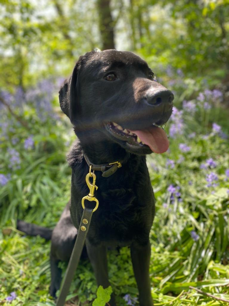 CityPoliceDogs's tweet photo. Happy 3rd Birthday to our own PD Boyd! Heโs the dog that never wants to grow up and play to his hearts content #PDBoyd @CityPoliceCops @CityPolice https://t.co/sD5PUw2vcm