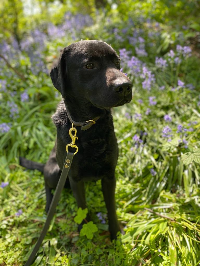 CityPoliceDogs's tweet photo. Happy 3rd Birthday to our own PD Boyd! Heโs the dog that never wants to grow up and play to his hearts content #PDBoyd @CityPoliceCops @CityPolice https://t.co/sD5PUw2vcm