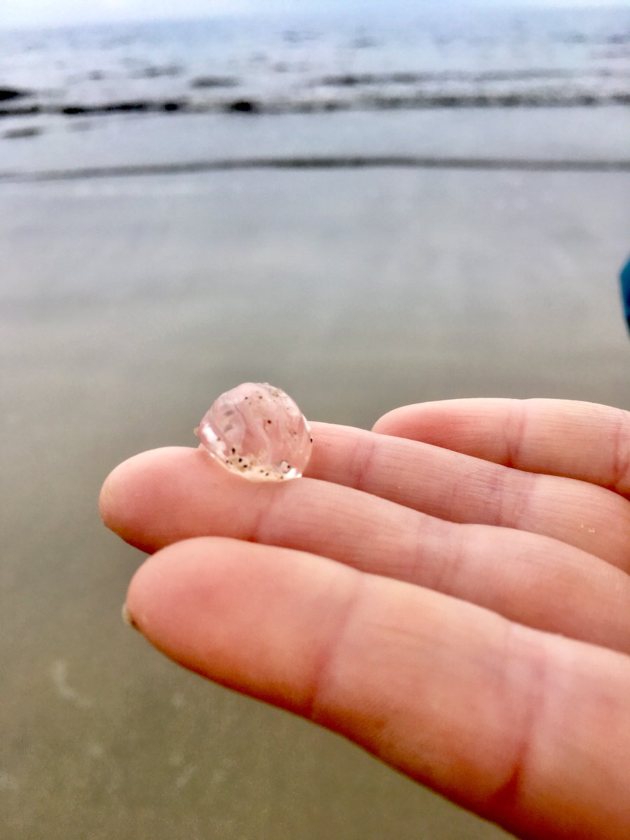 Yesterday was a magical day - the seagooseberries visited Sunny Sands! If you see them on the beach, let us know! #seagooseberries (This is what beaconsproject.uk is all about!)<a href="/CQ_folkestone/">Creative Quarter</a> <a href="/Quarterhouse_UK/">Folkestone Quarterhouse</a> <a href="/KentWildlife/">Kent Wildlife Trust</a> <a href="/WCCPnews/">White Cliffs</a> <a href="/SparkedEcho/">Echo</a>