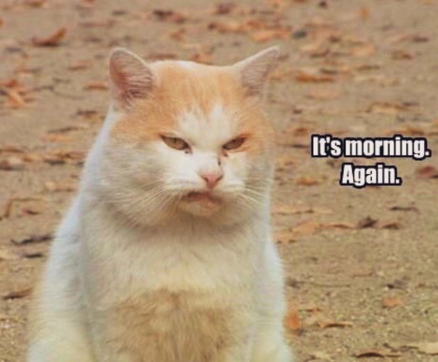 AutumnMistDance's tweet photo. How I feel about #mornings, especially #MondayMornings 😣
#cats #morning #LetsGoBackToBed
@claudinecat @GeneralCattis https://t.co/m9qXPmdIgX