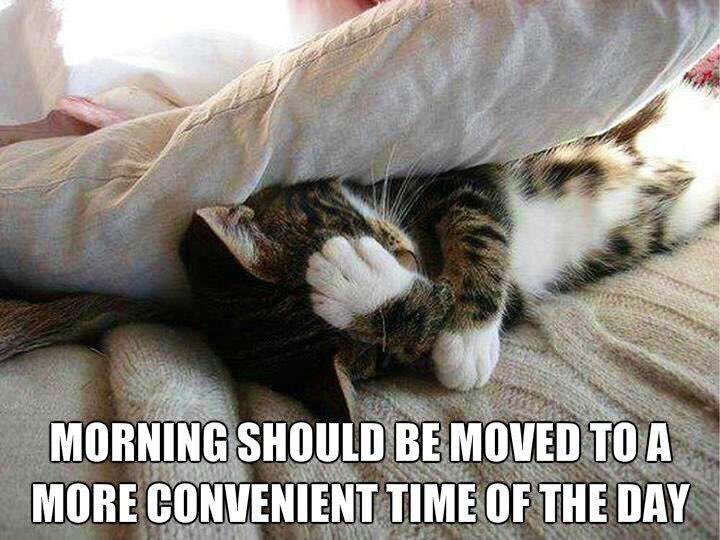 AutumnMistDance's tweet photo. How I feel about #mornings, especially #MondayMornings 😣
#cats #morning #LetsGoBackToBed
@claudinecat @GeneralCattis https://t.co/m9qXPmdIgX