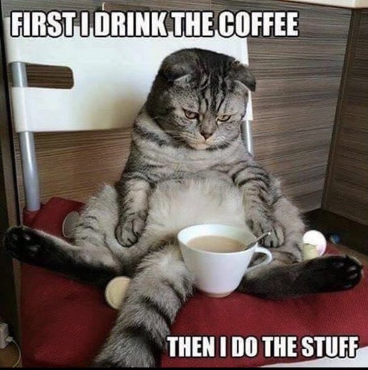 AutumnMistDance's tweet photo. How I feel about #mornings, especially #MondayMornings 😣
#cats #morning #LetsGoBackToBed
@claudinecat @GeneralCattis https://t.co/m9qXPmdIgX