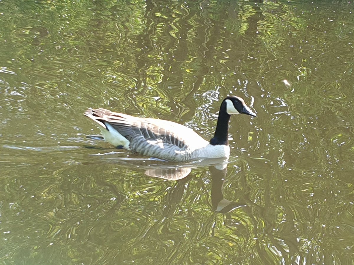 ChestnutOrchar1's tweet photo. On the topic of #environment for #OPAenvironmentweek I have been taking photographs of #wildlife on my daily exercise. Can anybody name the following animals or insects? Number 4 is my favourite #photograph 🤣
Comment below with your own #wildlifephotography @OrchardPrimaryA https://t.co/3Rm4JajVHj