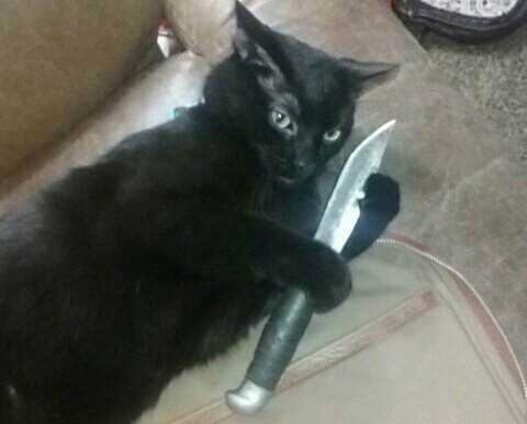 Кот угрожает. Кот с ножом. Коты с ножами. Котик с ножиком. Кот с ножом в зубах.