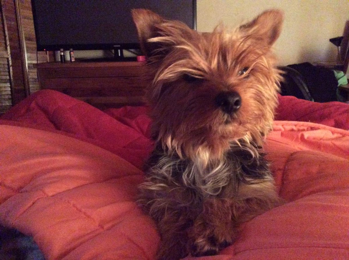 Vanessa Illanes Figueroa tweet media