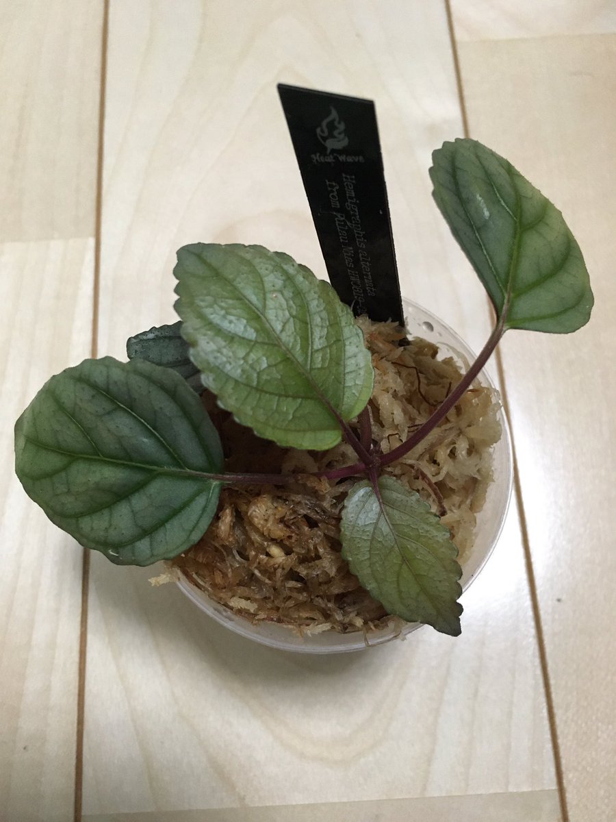 iX_Gr2en's tweet photo. 欧米ではガーデニングに使われてるみたい。
Hemigraphis alternata from Pulau Nias【HW0819-02】
#ヘミグラフィス
#Hemigraphis https://t.co/E62fpSczat