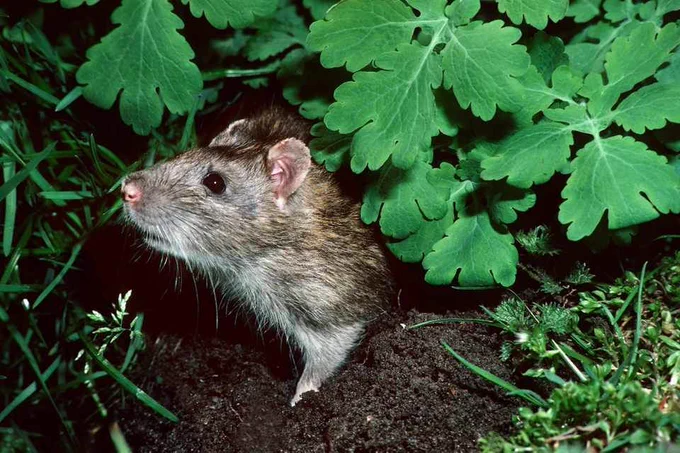 Image from BBC Gardeners' World Mag (@GWmag)