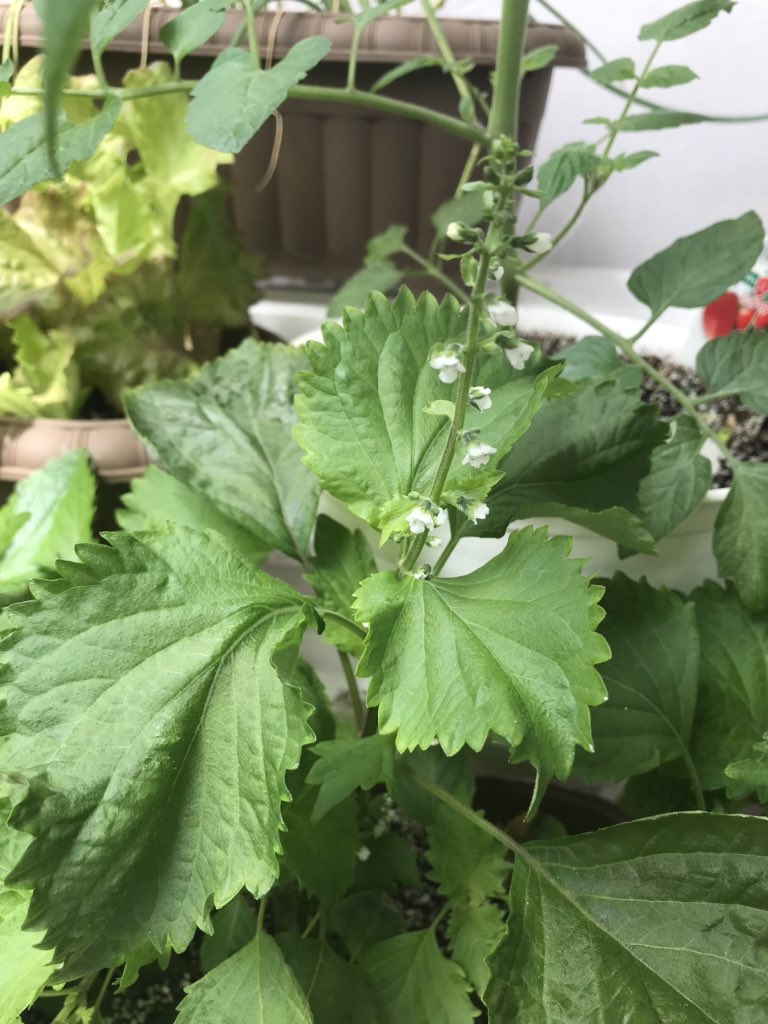 梶剛 イェーイ W 大葉の花が咲いた W かじ農園 T Co 0lxl47v8ys Twitter 梶剛 イェーイ W 大葉の花が咲いた W かじ農園 T Co 0lxl47v8ys Twitter