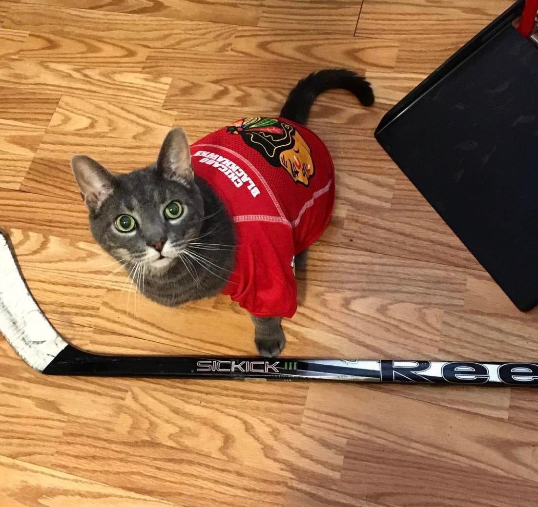 Cat Play Ice Hockey