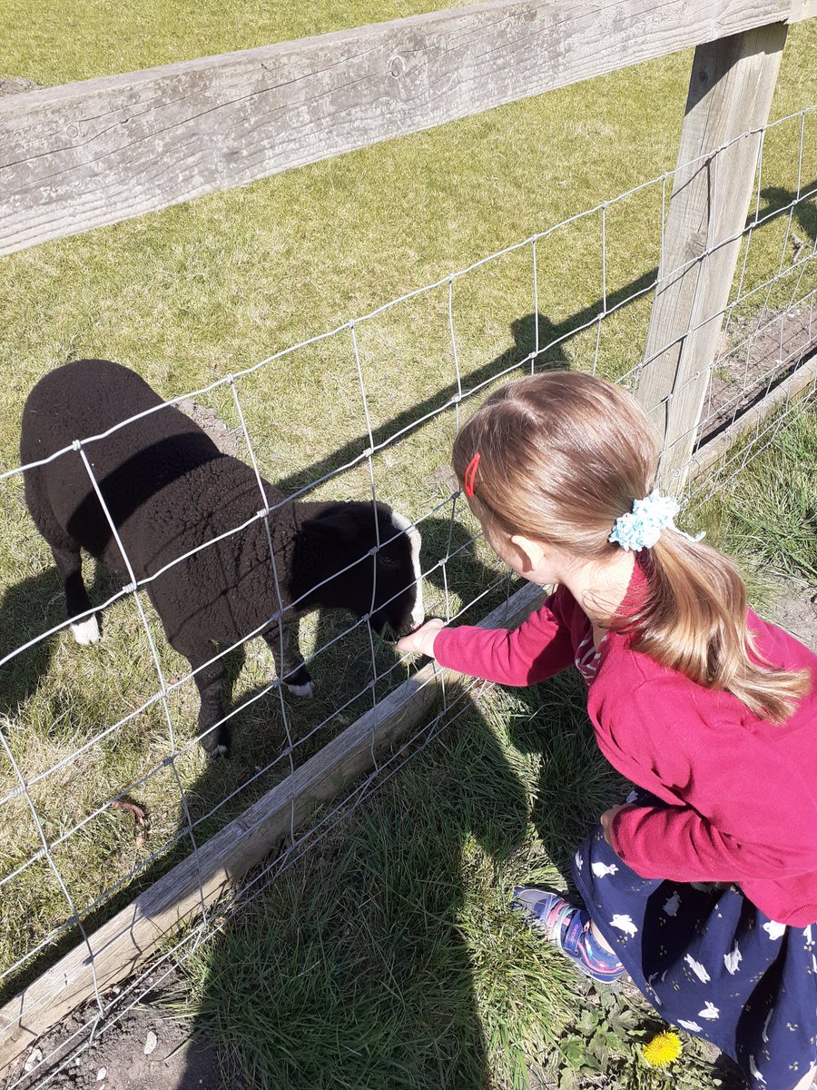 GuyAspin's tweet photo. @MWISClass7 Alice enjoyed reading your letter. Here she is feeding the lambs 🐑 https://t.co/tPSJEftrYW