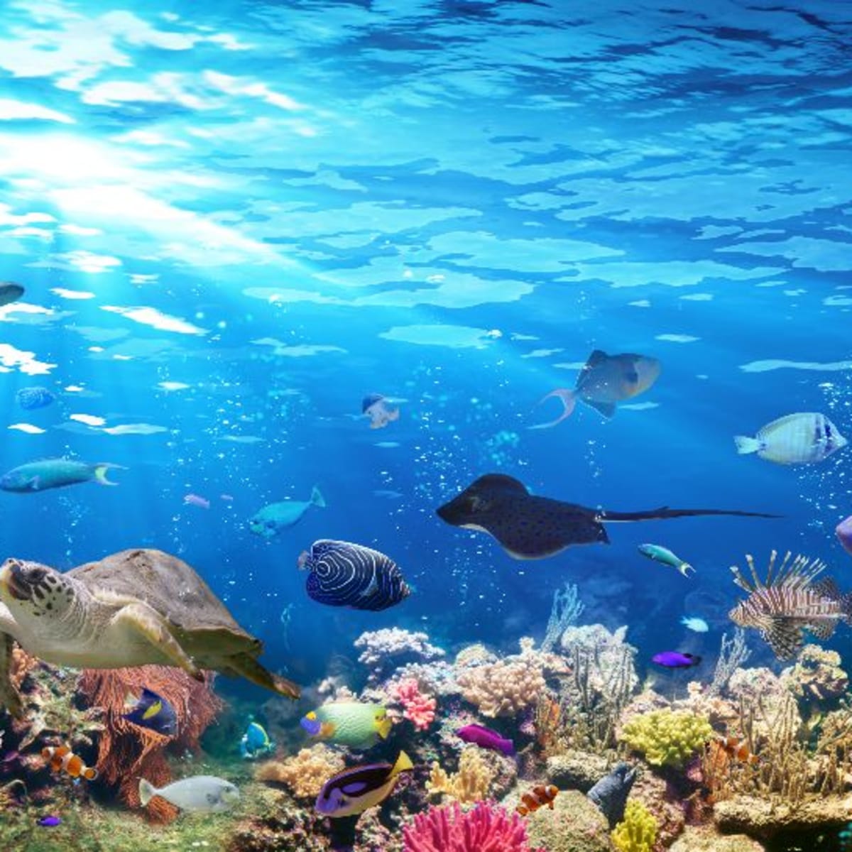 PlasticGone's tweet photo. 18 Billion pounds of plastic waste ends up in the ocean every year, which is enough to cover every foot of coastline around the world with 5 full rubbish bags of plastic every year!
#LessOceanPlastic
#MarineLife #MicroPlastics #PlasticWaste #Oceans https://t.co/XrWUEoF81L