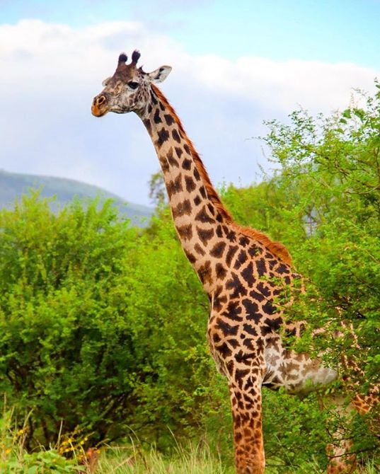 @AfricaFactsZone This animal in Kenya not happy with your list

#Masaimara #masaimarasafari #wildlife #kenyaSafrisTour  #budgettravel  #Giraffe